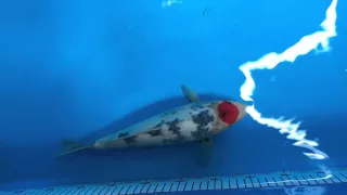 Jumbo tosai Tancho Dainichi Koi Farm.17 pcs,800$.06/03/2016