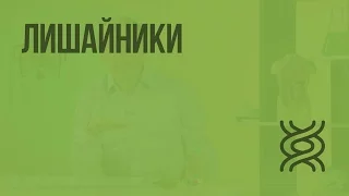 Лишайники. Видеоурок по биологии 5 класс