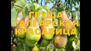 ТАЛГАРСКАЯ КРАСАВИЦА (АЛМААТИНКА, ТАЛГАРКА) - БЛАГОДАРНАЯ ОСЕННЯЯ ГРУША