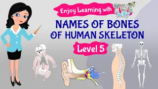 Human Skeleton | Bones | Skeleton System | Science| Grade-5 | TutWay |