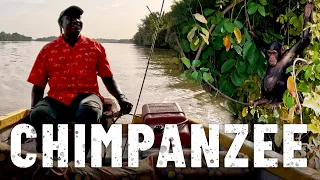 Finding WILD Chimpanzees with Captain Hippo |S7E34|