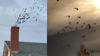 1,500 Birds Invade House Through Chimney