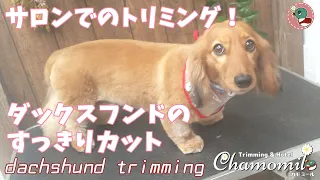 【Trimming Movie#02】ダックスのすっきりカット！サロンでのトリミング dachshund trimming