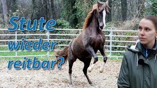 Pferd noch reitbar? Hundetrainerin mit Araber sucht Hilfe - Pferdecheck bei Ariane Telgen