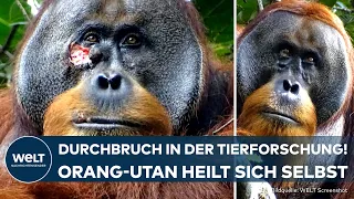 SUMATRA: Durchbruch in der Tierforschung! Orang-Utan nutzt Heilpflanze zur Wundbehandlung