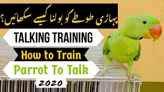 How to Train Alexandrine Parrot to Talk|Training Tutorial|Teaching Parrot to Talk|Tips & Info|By RDA