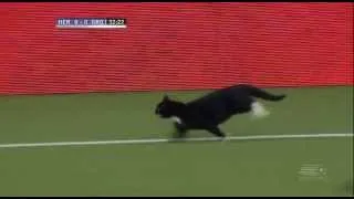 Gato invade o campo e faz a festa dos torcedores em jogo do Holandês