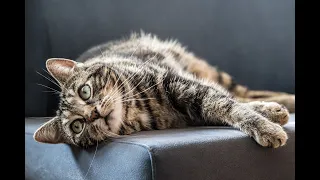 Why Do Some Cats Dislike Belly Rubs? Unveiling the Feline Mysteries