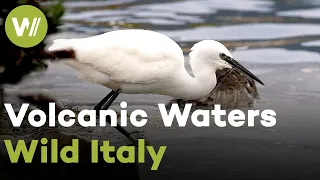 Volcanic lakes and their wildlife - Lake Bracciano | Wild Italy - Volcanic Waters