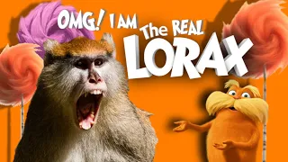 Patas monkey - The real life Lorax Dr. Seuss