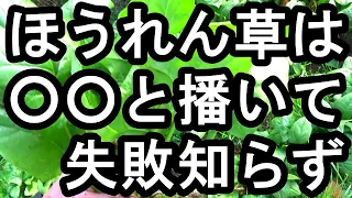 ホウレン草は○○と植えて失敗知らず  ホウレン草の特性　適正温度　適正土壌　注意すべきポイント　自然農法　無農薬