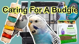 Budgie Care 101: The Essential Guide for a Happy Bird