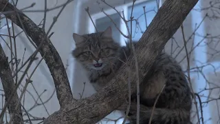 Hungry cat meow on a tree from hunger