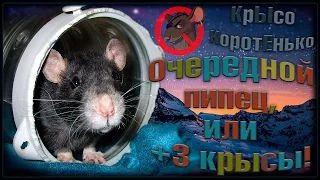 Прибавление | Очередной пипец, или + 3 крысы! (Fancy Rats | Декоративные Крысы)