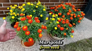 How to Grow Marigolds from Seed - Step by Step Updates