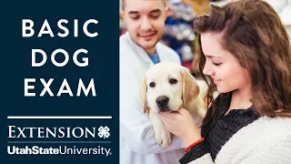 Basic Dog Exam: Temperature, Pulse and Respiration