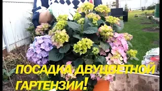 Как правильно сажать гортензию?