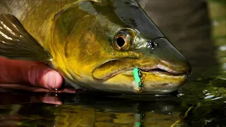 A Return to Magic - Brown Trout in a Gorgeous Spring Creek (dry fly fishing)