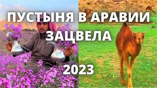 Пустыня зацвела в Саудовской Аравии 2023. Последствия аномальной погоды в Аравии!