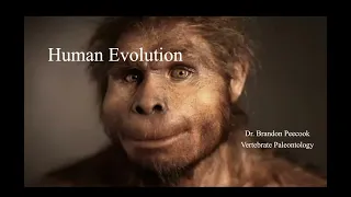 Lecture 28.5 (Bonus!) Primate & Human Evolution (April 21)