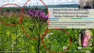 Exploring Connections-Native Pollinator Biodiversity: The Contributions of Native Pollinator Meadows