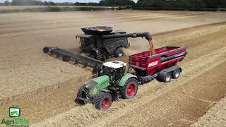 Fendt Ideal 9T Harvesting Wheat