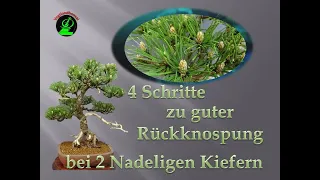 Rückknospung 2 Nadeliger Kiefern