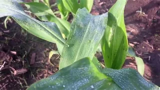 Adjusting Nitrogen for this Corn Crop