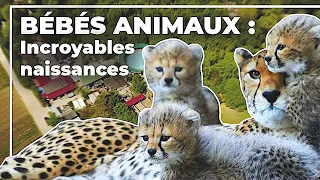 Bébés animaux : incroyables naissances !