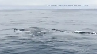 A blue whale swims alongside a charter boat in Lunenburg, Nova Scotia