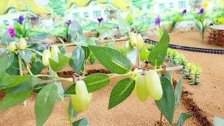 diy tractor plowing for the cultivation of grapes | most creative scientific project |Mini Tractor