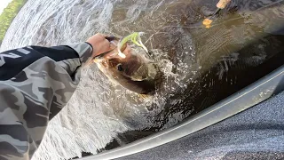 Fishing for 5 big bites on a windy Chowan River ( Tidewater CATT trail tournament )