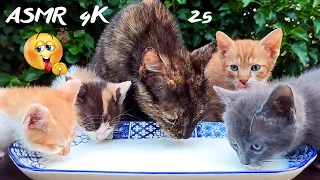 Evil Daughter, Mother Cat & Kittens Drink Milk 4k /asmr cat eating 25