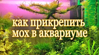 Как прикрепить мох в аквариуме. Крепим разные виды мха к камням