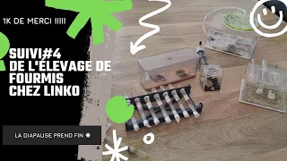 suivi#4 de l'élevage de fourmis chez Linko #diapause #réchauffement #1k 🐜