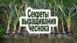 Выращиваем чеснок /Секреты выращивания крупного чеснока