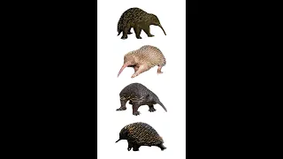 Four Species Of Echidna