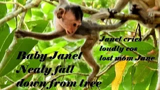 Million sad!! Baby Janet Nealy fall down from high tree, cries loudly to find mom Jane