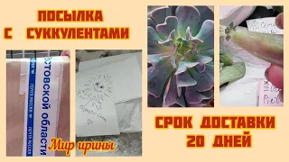 #мояколлекция Посылка с суккулентами | Срок доставки 20 дней | Посмотри что с ними стало ●☆▪︎☆▪︎☆