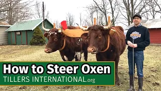 Oxen Basics: How to Steer Oxen