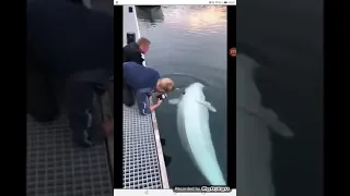 Guy Drops His Phone But Whale Take Care of business