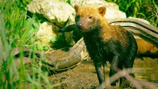 Why Bush Dogs Are So Different From Other Dogs