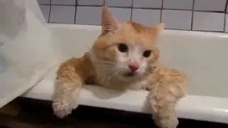 Кот в ванной. Смотреть до конца! Ржач, прикол, смешные животные.