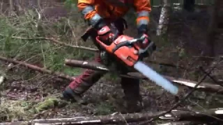 [Bonus Video] Forest Thinning - 6min 30sec UNCUT