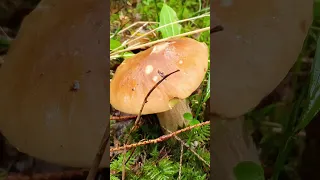 Неймовірний Білий грибочок!😍 #грибиукраїни #збіргрибів #гриби