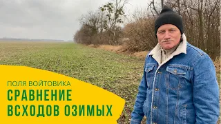 Всходы озимой пшеницы на полях Михаила Войтовика