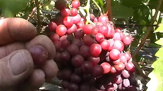 Сорт винограда "Красное пламя" - сезон 2019 # Grape sort "Krasnoe plamya"