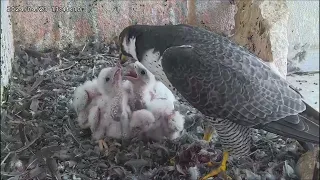 Osaka Peregrine Falcons/2024-04-23/ 6th feeding