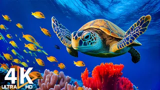 [NEW] 3H Exploring the Mesmerizing Underwater World: Coral Reef Fish in a Stunning Aquarium