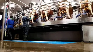 Tour a Rotary Milking Parlour